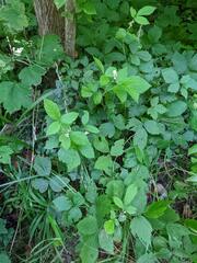 Rubus