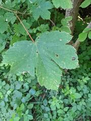 Acer pseudoplatanus