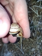 Helix salomonica