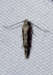 Coleotechnites florae