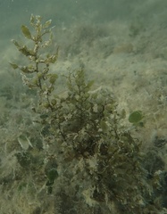 Sargassum bermudense