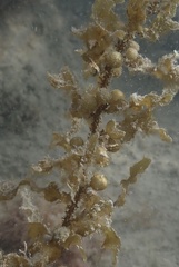 Sargassum bermudense