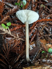 Melanoleuca melaleuca