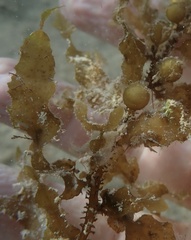 Sargassum bermudense