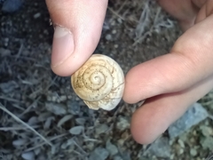 Helix salomonica