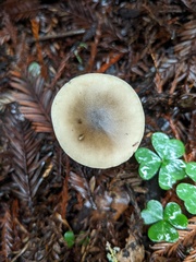 Melanoleuca melaleuca
