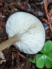 Melanoleuca melaleuca