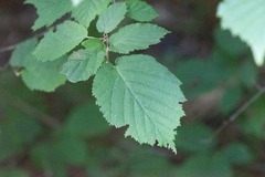 Corylus cornuta