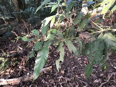 Lithocarpus amygdalifolius