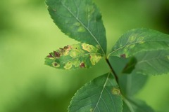 Lasioptera spiraeafolia