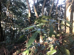 Lithocarpus amygdalifolius