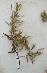 Sargassum natans