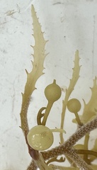 Sargassum natans