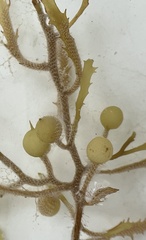 Sargassum natans
