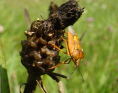 Carpocoris purpureipennis