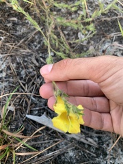 Aureolaria pectinata