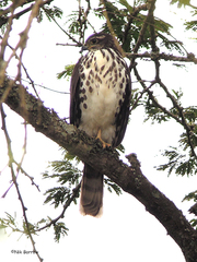Accipiter tachiro