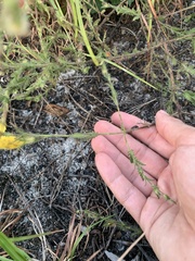 Aureolaria pectinata