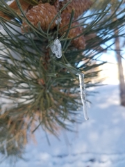 Pinaceae