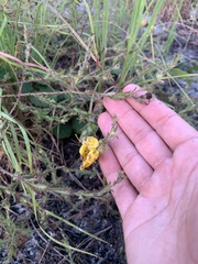 Aureolaria pectinata