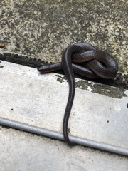 Carphophis amoenus amoenus