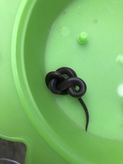 Carphophis amoenus amoenus