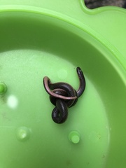 Carphophis amoenus amoenus