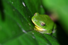 Zhangixalus taipeianus