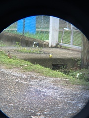 Pitangus sulphuratus