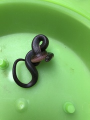 Carphophis amoenus amoenus