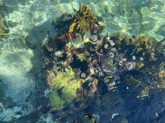 Millepora complanata