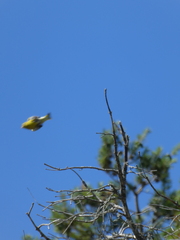 Chloris chloris chloris