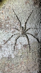 Heteropodinae