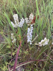 Polygonella americana