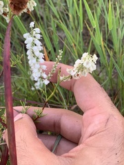 Polygonella americana