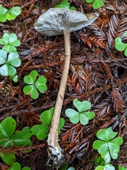 Melanoleuca melaleuca