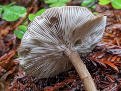 Melanoleuca melaleuca