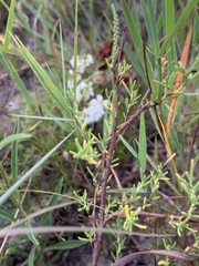 Polygonella americana