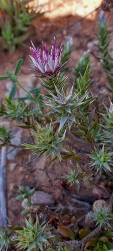 Quartz Dollprotea (Macledium relhanioides)