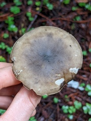 Melanoleuca melaleuca