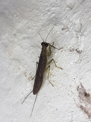 Chaeteessa