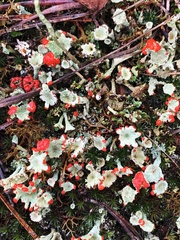 Cladonia