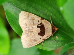 Lephana muffula