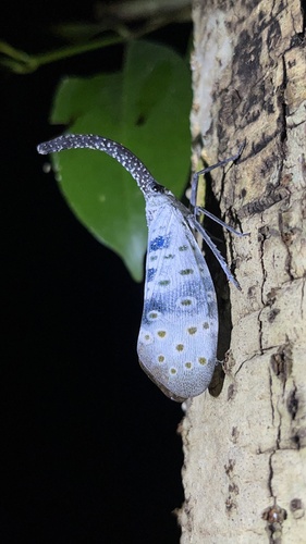 Pyrops coelestinus (Pyrops coelestinus)
