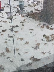 Junco hyemalis