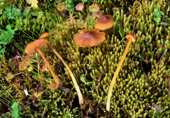 Hygrocybe riparia