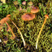 Hygrocybe riparia - Photo 由 Filip Fuljer 所上傳的 (c) Filip Fuljer，保留部份權利CC BY-NC