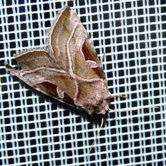 Eucarta virgo