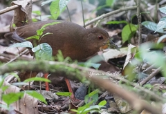 Amaurolimnas concolor