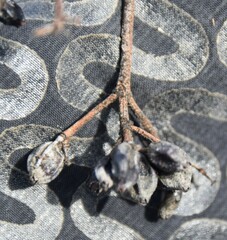 Viburnum cassinoides